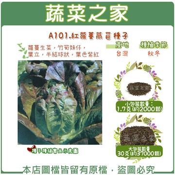 【蔬菜之家】A101.紅蘿蔓萵苣(紅羅美.紅蘿美)種子(共有2種包裝可選)