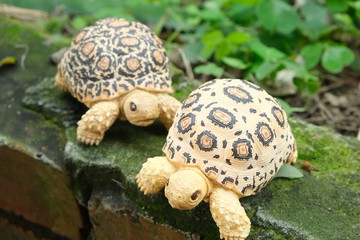 小豹龜 【想寵雕像系列】