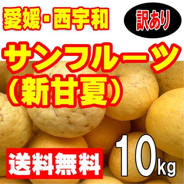 愛媛西宇和産　サンフルーツ（新甘夏）　訳あり家庭用　送料無料　１０ｋｇ