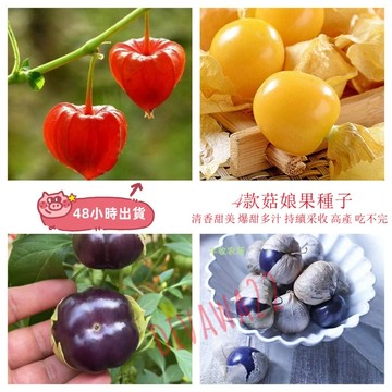 12h出貨  菇娘果種子（300粒）紅姑娘果 黃姑娘果 紫姑娘果 四季盆栽種植蔬菜種子 水果種子 燈籠果