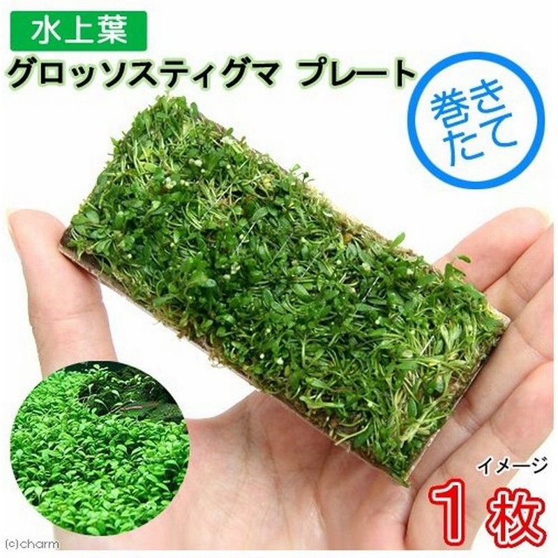 水草 巻きたて ロックウール付 グロッソスティグマ プレート 水上葉 無農薬 １枚 北海道航空便要保温 通販 Lineポイント最大0 5 Get Lineショッピング
