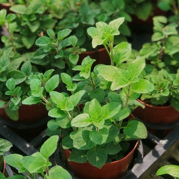 奧勒岡/披薩草【大里種苗】3吋│歐洲香草│義式料理│調味料│泡茶│驅蟲│抗茵│沐浴│藥用│精油
