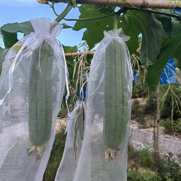 含稅價長絲瓜網眼套袋黃瓜青瓜苦瓜套袋專用袋防蟲袋保護套瓜果水果瓜果