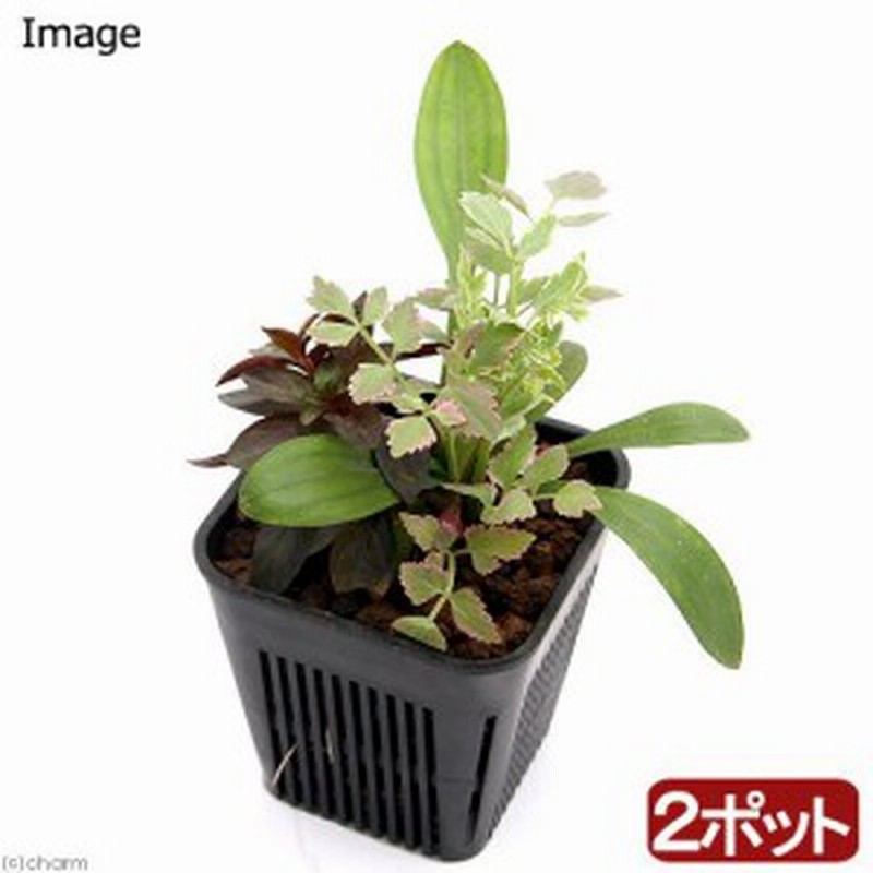 ビオトープ 水辺植物 メダカが喜ぶ水辺植物 産卵 冬眠用寄せ植え ３号 ２ポットセット 水質浄化 通販 Lineポイント最大1 0 Get Lineショッピング