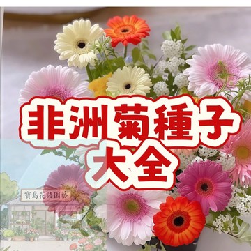 隔日達- 16款非洲菊花種子 扶郎花  大菊花  淨化空氣  花期超長  四季易種 活陽臺室內室外盆栽  超低價