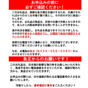 〈期間限定〉越後 本ズワイガニ 特大1尾 1~1.5kg 姿 糸魚川産 浜茹で 鮮度が命！茹でたて直送 ずわいがに かに カニ 蟹 魚正 国産 日本海 新潟県