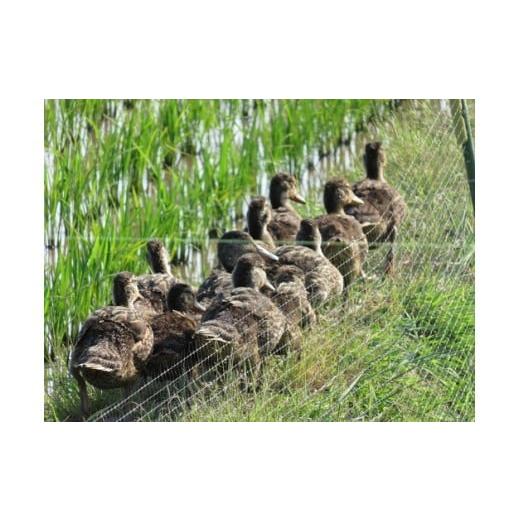 ふるさと納税 山形県 三川町 山形ゆりあふぁーむの有機JAS認証つや姫セット