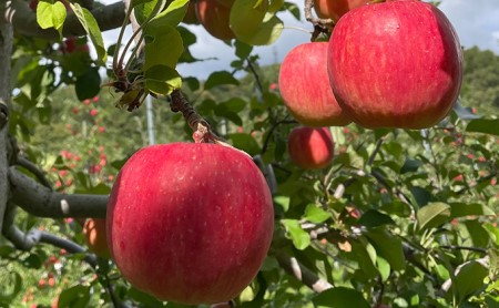 ＜2024年10月中旬よりお届け＞北海道壮瞥町　りんご　品種名「早生ふじ」12～18玉約5kg フルーツ 果物 りんご 果樹