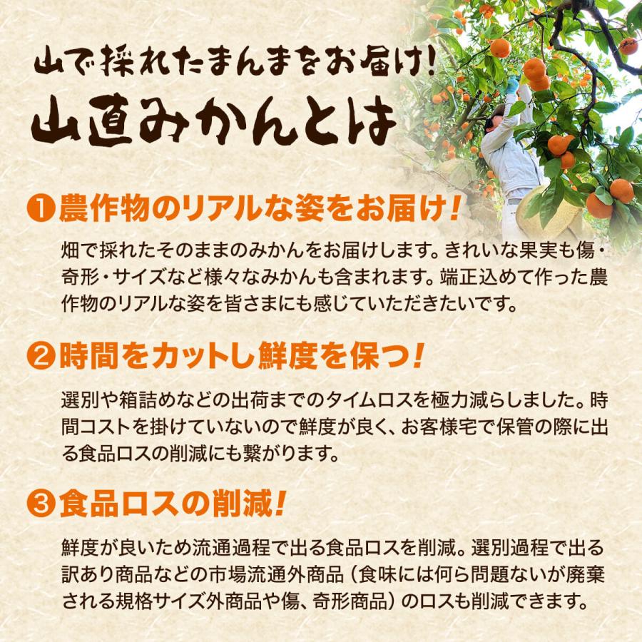 みかん 山から直送 箱込 10kg 内容量 9.2kg 鮮度優先ごろごろ規格 和歌山県産 産地直送 家庭用