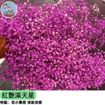 🌸【夢幻粉色花海】紅艷滿天星種子 滿天星品種 陽台盆栽開花機器 切花花材乾燥花 四季可種 新手必推 爆花植物
