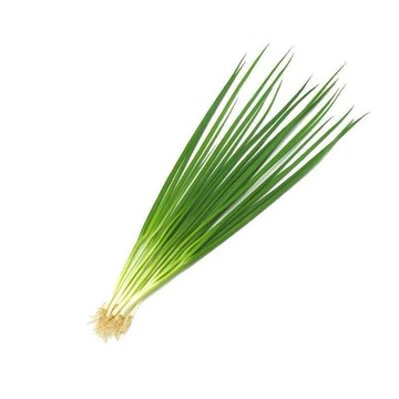 台灣現貨 【四季小香蔥種子】 青蔥 細香蔥 珠蔥 粉蔥 日蔥 種蔥 家庭菜園 陽台盆栽 蔬菜種籽 新手友善 快速收成