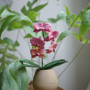 Phalaenopsis KS Sweet Diamond PInk Salmon 鮭魚粉蝴蝶蘭