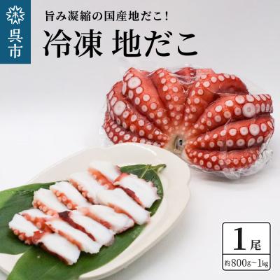 ふるさと納税 呉市 冷凍 国産 地だこ 1尾 (約800g〜1kg)