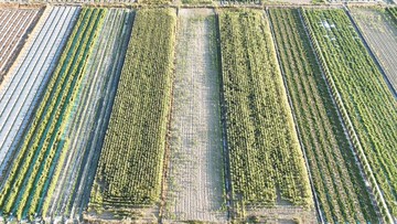 專簽-鹽水飯店段6米路1.7分方正農地｜台南市鹽水區飯店段