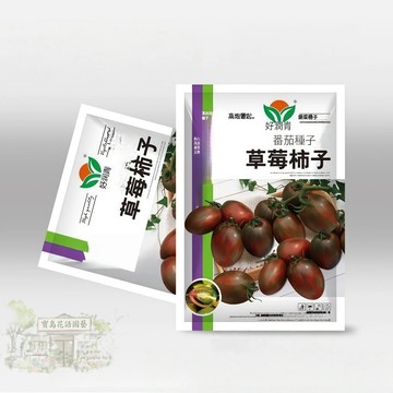 🍅原廠大包裝 草莓柿子番茄種子（約100粒）無限生長紫色小西紅柿種子櫻桃小番茄酸甜生吃聖女果種子蔬菜水果種子/原裝包對版
