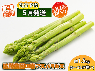 佐藤農園の春アスパラガス！約1.5kg（S～2L不揃い）青森県鰺ヶ沢町産