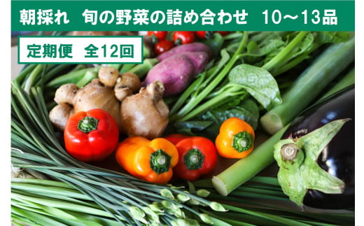 『定期便』全12回旬の野菜詰め合わせ10～13品目　旬の野菜 生姜 野菜 健康 詰め合わせ セット 採れたて おいしい 美味しい 自然 新鮮 故郷納税 ふるさとのうぜい 返礼品 高知県 高知 120000円