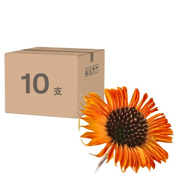 非洲菊 扶郎花 乾燥花材  橙色