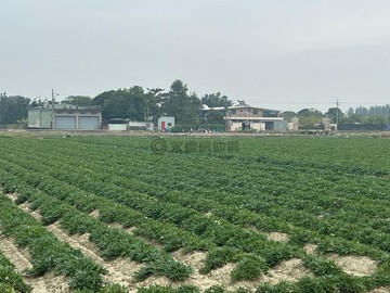 終於降價了-新化外環道-近新市產業園區2分方正農地｜台南市新化區新化段太子廟小段