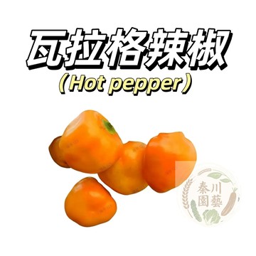 嘉義現貨 （瓦拉格辣椒種子LJ-42） （高產熱辣）洛克托 里奧觀賞&食用稀有品種果菜種子#Rocoto
