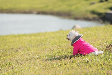 apetto 小汪保暖防水斗篷 莓果桃 手感超好 小狗寵物冬衣