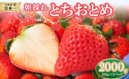 朝採れのいちご とちおとめ 2000g 真岡市 栃木県 送料無料