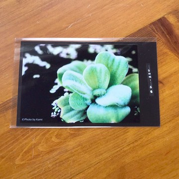 手工限量明信片-浮萍/台灣小物攝影