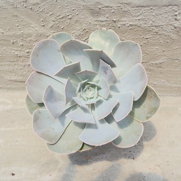 【荳荳多肉】【玉蝶】喬遷│送禮│升遷│多肉植物