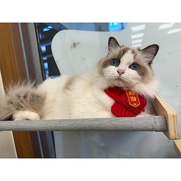 我叫LISA 自己的飼料自己賺 我是一隻超愛你丟我撿的布偶貓妹妹 發好玩的 會發等值的商品