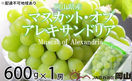 マスカット・オブ・アレキサンドリア 約600g×1房 ぶどう 葡萄 岡山県産 2023年6月下旬～7月下旬発送分