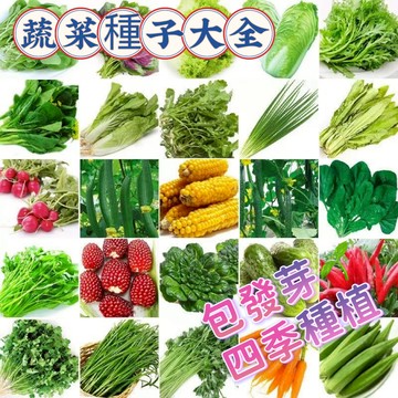 現貨💥蔬菜種子大全（100粒）四季可種五十天可生長可多次採摘 家庭蔬菜種子 陽台庭院盆栽白菜種子 生菜 上海青 番茄茄子