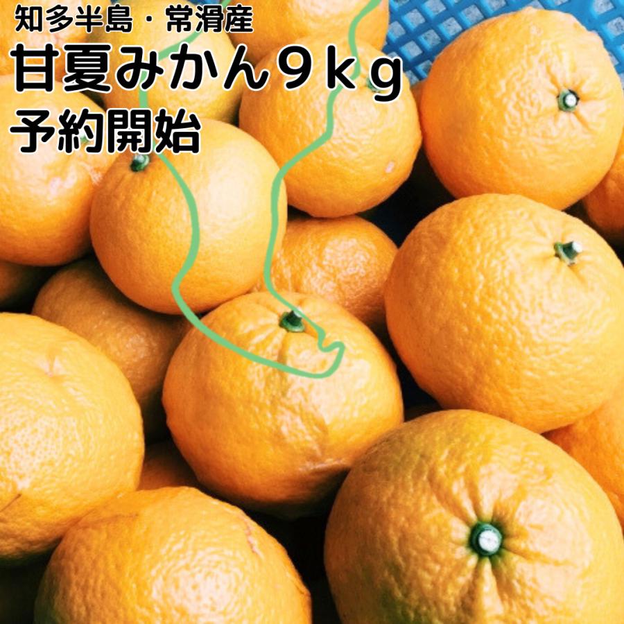 甘夏みかん 知多半島産 9kg 先行予約販売 フルーツ 柑橘類 愛知 常滑