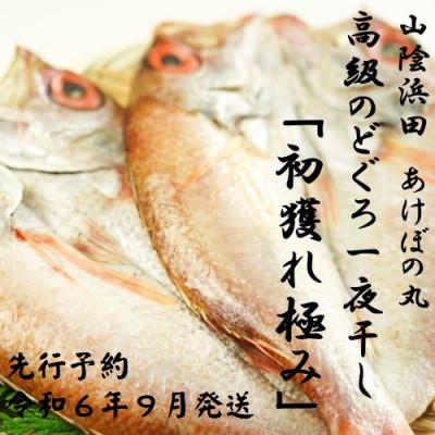 ふるさと納税 浜田市 高級のどぐろ一夜干し「初獲れ極み」