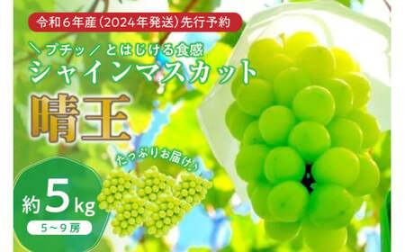 岡山県産シャインマスカット「晴王」　秀品　大房　（約5kg・5～9房程度）（令和６年8月中旬以降発送）