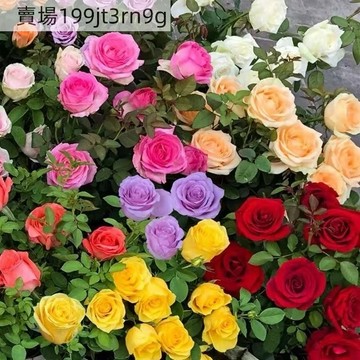 現貨 七彩玫瑰花種子（250粒）多年生 新品種  四季種籽 大花開花易活室內庭院室外陽臺盆栽植物花卉種子 超低價