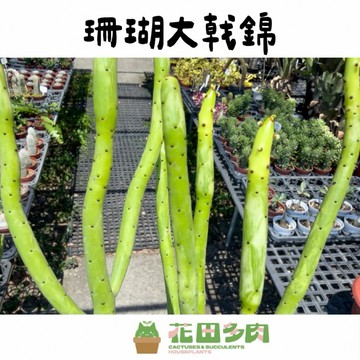 《花田多肉》🌵【珊瑚大戟錦】 3吋盆 大戟科/多肉植物/多肉/戶外植物/園藝/盆栽/綠化/組盆