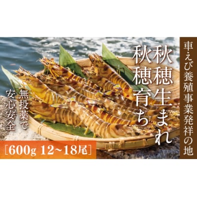 旭水産活き車海老(あいおえび)600g(12～18尾) D-012