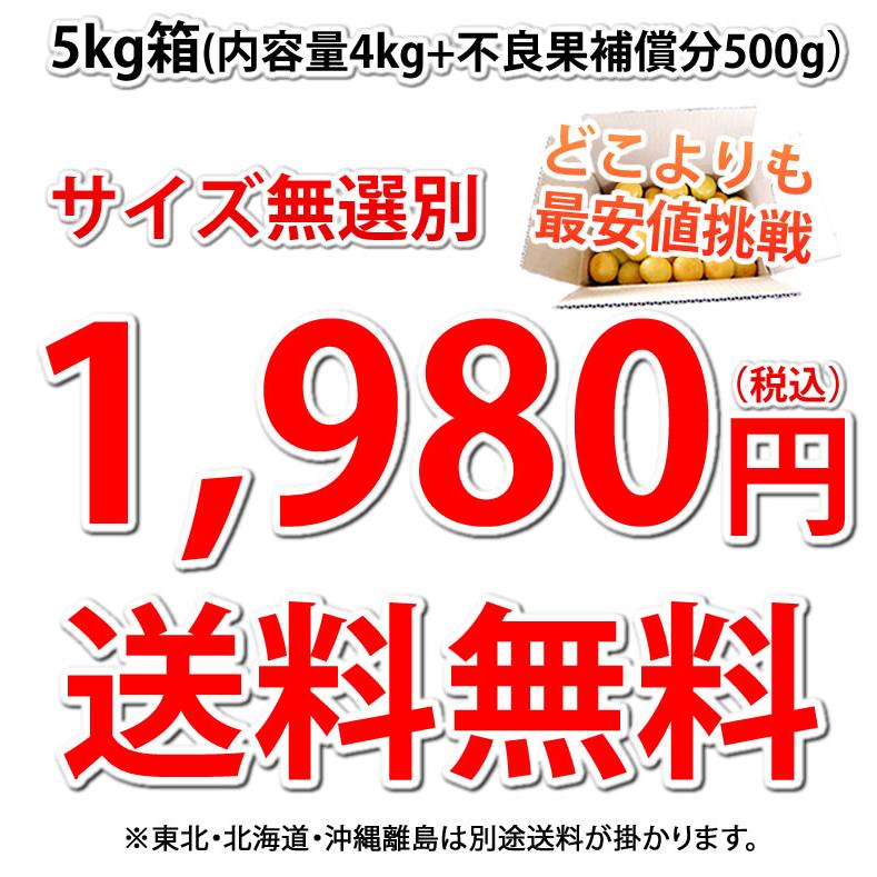 みかん 5kg 送料無料 訳あり 箱込（内容量4kg＋補償分500g) 無選別 熊本みかん 極早生みかん 早生みかん 温州みかん蜜柑 ミカン