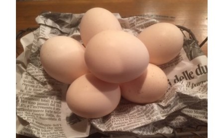 ましくんの完全放し飼い土佐ジローの卵　(25個入り×2箱)もみ殻梱包 ブランド卵 タマゴ