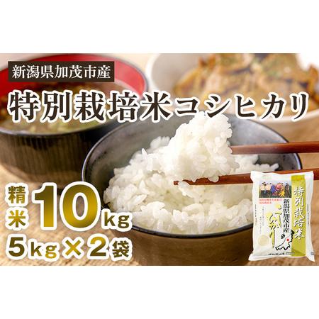 ふるさと納税 新潟県加茂市産 特別栽培米コシヒカリ 精米10kg（5kg×2）白米 従来品種コシヒカリ 加茂有機米生産組合 コシ.. 新潟県加茂市