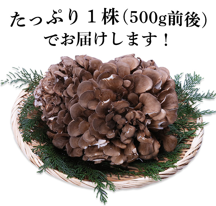 福井県産 九頭竜まいたけ１株(500ｇ前後)　舞茸 マイタケ 送料無料 国産 産地直送 きのこ 野菜