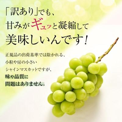 ふるさと納税 中野市 訳ありシャインマスカット3房1.3kg以上　ご自分へのご褒美　JA中野市から産直