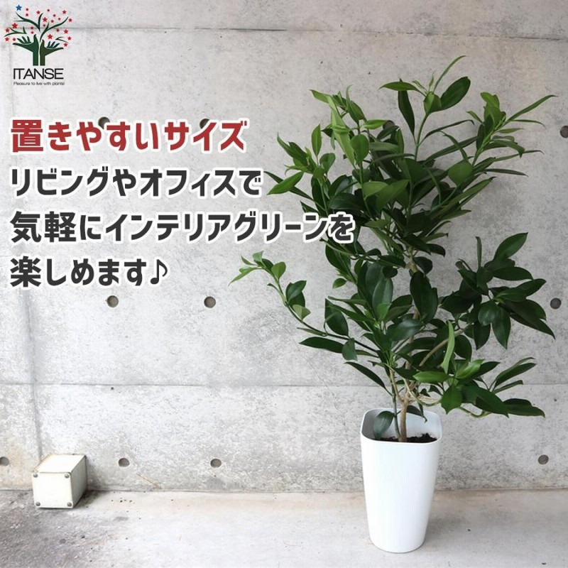 ファグラエア・ベルテロアナ リビングやオフィス向きサイズ【観葉植物 8号プラスチック鉢／1個売り】 | LINEブランドカタログ