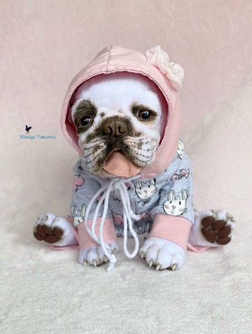 白红法国斗牛犬小狗 逼真的玩具 宠物肖像