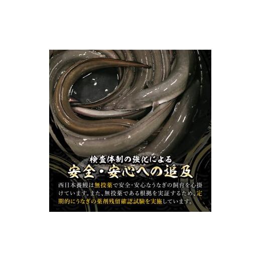 ふるさと納税 鹿児島県 鹿屋市 2122 鹿児島県産うなぎ蒲焼20尾