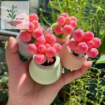 青禾園藝（桃蛋多肉種子）四季種植 盆栽庭院 室內外 花卉綠植 多年生 懶人 新手好養 多年生 四季好養