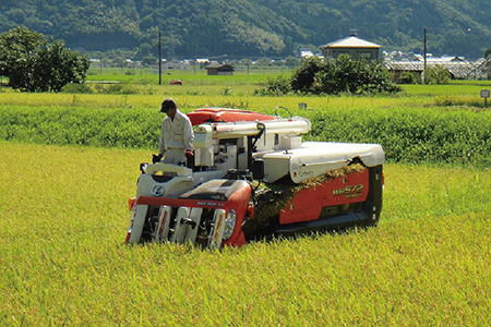 特別栽培 越前市産ミルキークイーン 5kg