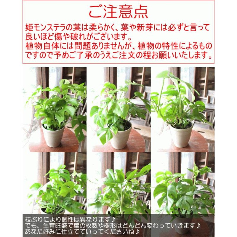 姫モンステラ ヒメモンステラ 5号鉢サイズ 鉢植え ペルツーサ 薫る花 観葉植物 おしゃれ インテリアグリーン アジアンテイスト 小型 ミニ |  LINEブランドカタログ