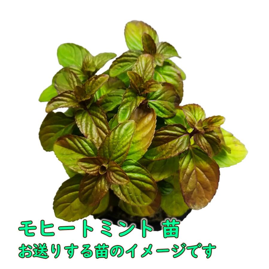 苗 10.5cmポット ハーブ ミント モヒート カクテル mojito yerba buena