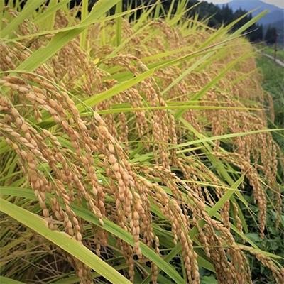 ふるさと納税 飛騨市 飛騨産「いのちの壱」5kg×3袋　特別栽培米